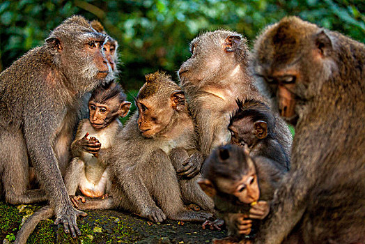 长尾,短尾猿,食蟹猴,猴子,家族,小猴,石墙,树林,乌布,神圣,巴厘岛,印度尼西亚,亚洲