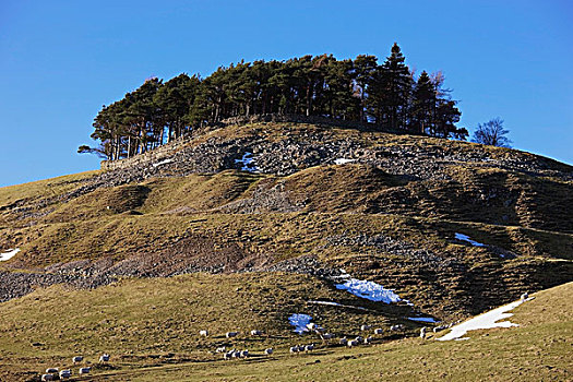 达勒姆郡,英格兰,绵羊,放牧,树,山,上面,痕迹,雪