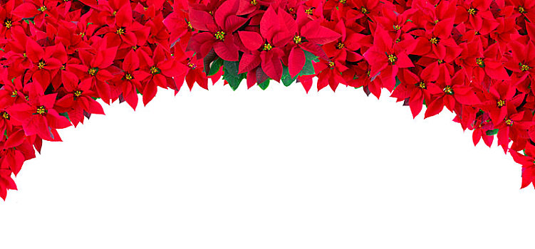 用圣诞红盆花设计成的图匡背景