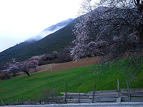 西藏,风光,建筑,花海,山沟,梨花,桃花,林芝,村庄