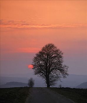酸橙树,椴树属,正面,日落,黃昏,夜空,德国,欧洲