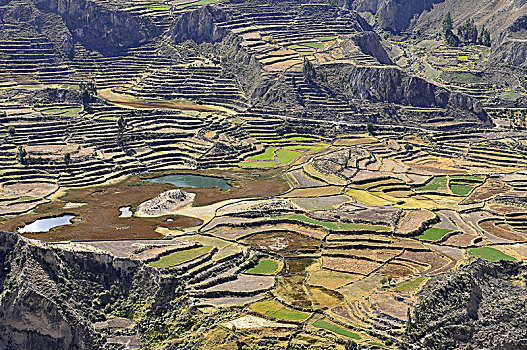 秘鲁,山谷,梯田耕种