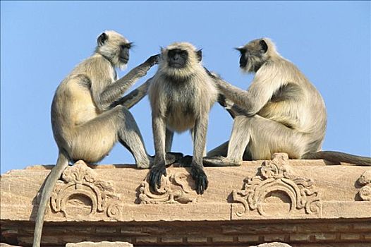 哈奴曼,叶猴,长尾叶猴,三个,建筑,修饰,拉贾斯坦邦,印度