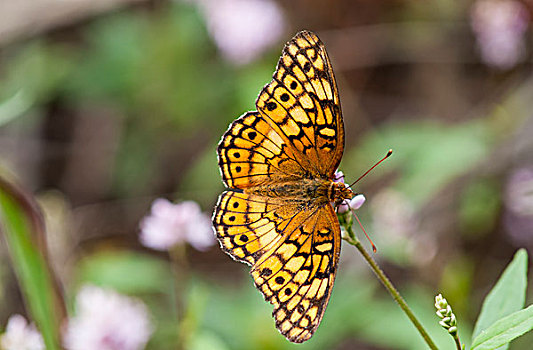 豹纹蝶,蝴蝶,休息,花,俄克拉荷马,美国