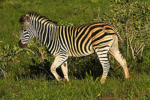 白氏斑马,马,斑马,克鲁格国家公园,南非