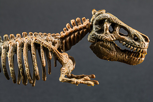 恐龙长什么样子 骨头图片