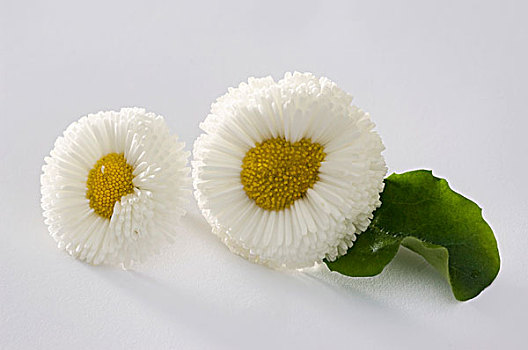 白色,雏菊属,品种