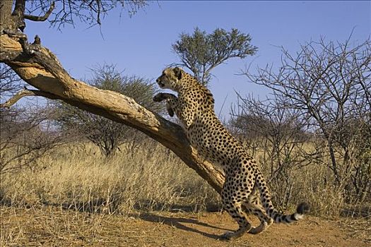 印度豹,猎豹,攀登,树,防护,动作,纳米比亚