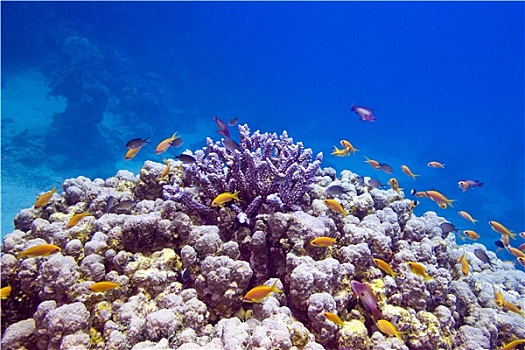 彩色,珊瑚礁,异域风情,鱼,仰视,热带,海洋,蓝色背景,水