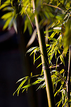 山东济南趵突泉公园的竹子