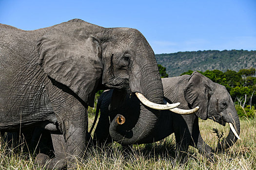 大象,马赛马拉,肯尼亚