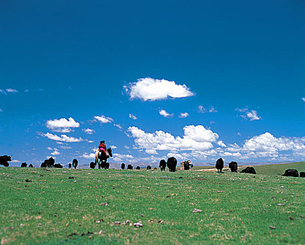 草原风景