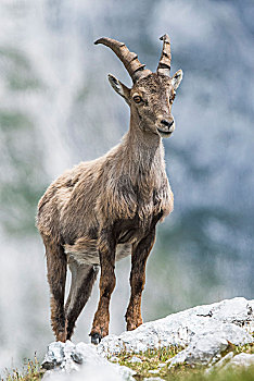 阿尔卑斯野山羊,羱羊,岩石上,小动物,阿尔卑斯山,萨尔茨堡,奥地利,欧洲