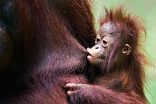 猩猩,黑猩猩,幼仔,哺乳,檀中埠廷国立公园,婆罗洲,马来西亚,印度尼西亚