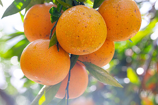 阳光下的橘子树果园长满黄橙橙的柑橘