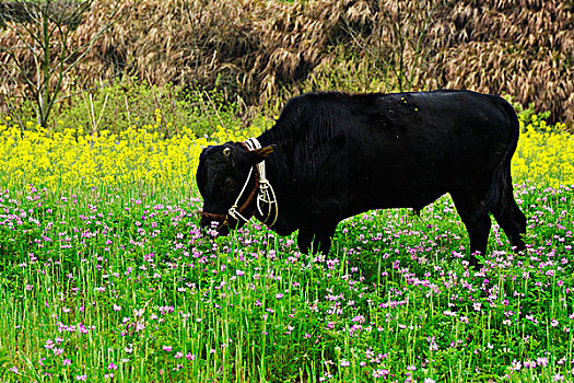 鲜花草地牧牛