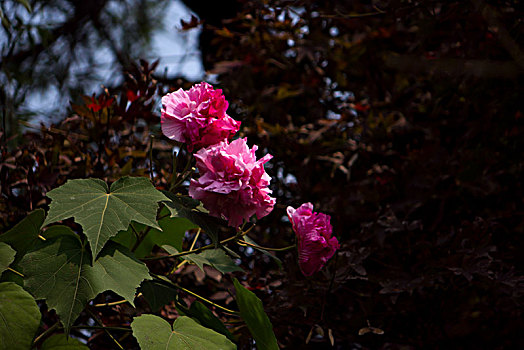 芙蓉花,木芙蓉,木莲