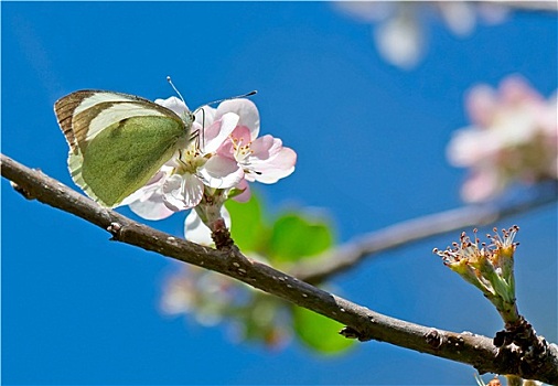 蝴蝶,苹果花