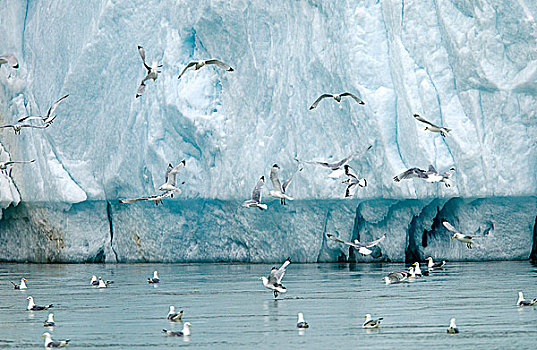 北极,斯瓦尔巴特群岛,冰河,黑脚三趾鸥,三趾鸥,寻找,食物,脚