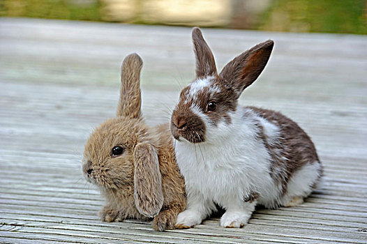 两个,年轻,生活,兔子,兔豚鼠属