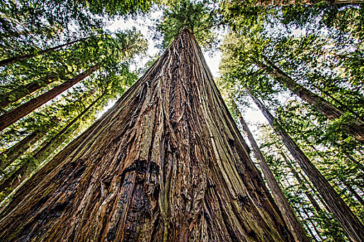 小树林,洪堡红杉州立公园,加利福尼亚