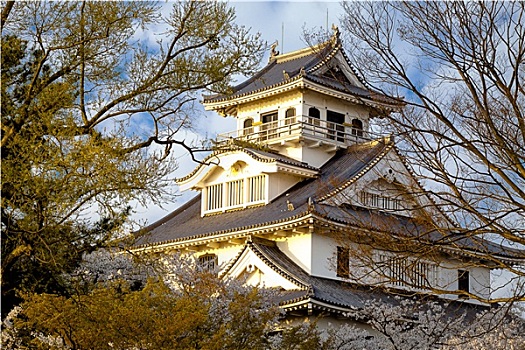 樱花,京都,日本