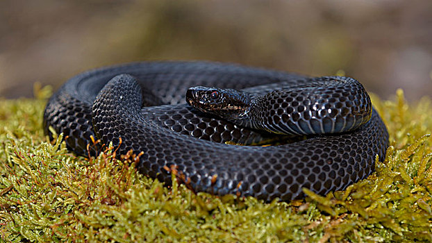 黑斑蝰蛇图片