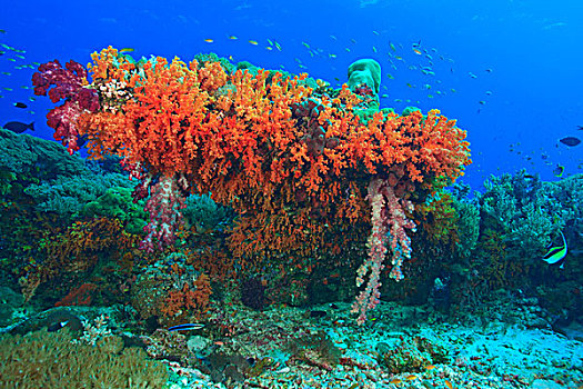 彩色,软珊瑚,四王群岛,区域,巴布亚岛,伊里安查亚省