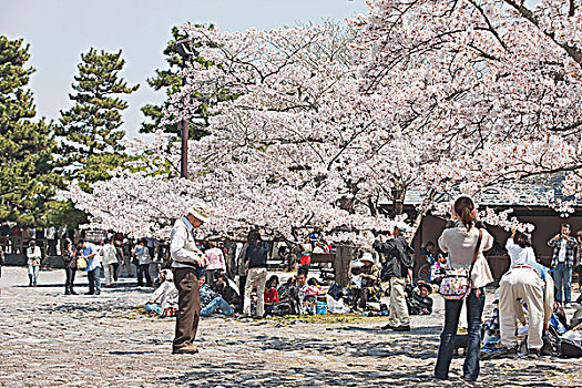 樱花,岚山,公园,京都,日本