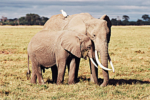 肯尼亚,安伯塞利国家公园,大象,非洲象,幼兽,大幅,尺寸