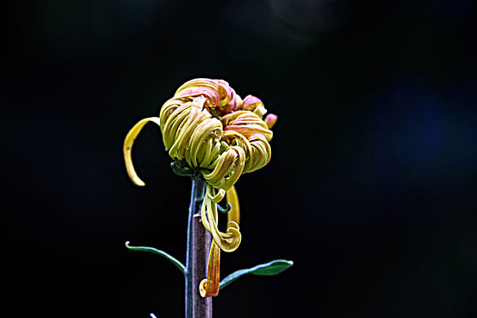 菊花特写