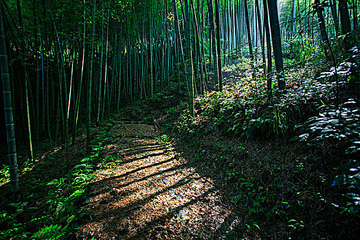 鄞州,塘溪镇,山路,张家岭古道,竹林,翠竹,竹子