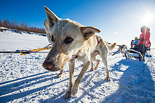 雪橇犬