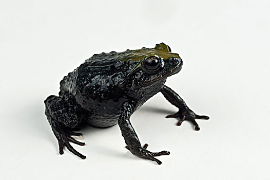 南方,青蛙,物种,国家公园,厄瓜多尔
