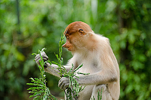 马来西亚,岛屿,婆罗洲,沙巴,哥达基纳巴卢,野生动植物园,喙,猴子,俘获,吃,本土动植物