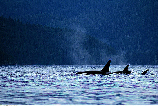 逆戟鲸,不列颠哥伦比亚省,加拿大