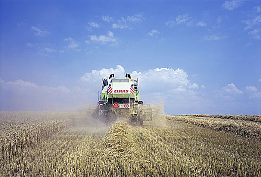 拖拉机,收获,小麦,地点