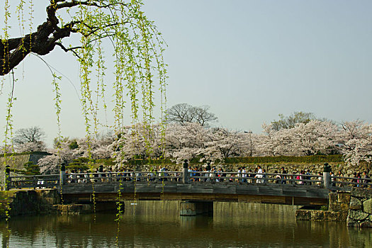 姬路城堡,春天,兵库,日本