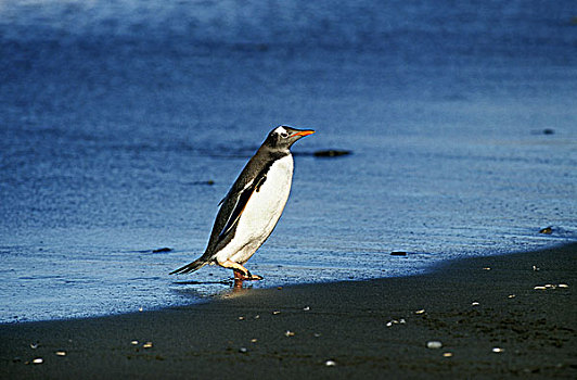 巴布亚企鹅,成年,走,海滩,岛屿