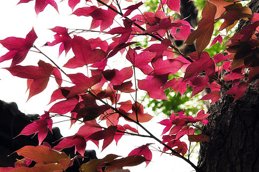 春天的校园内红红的槭树叶子