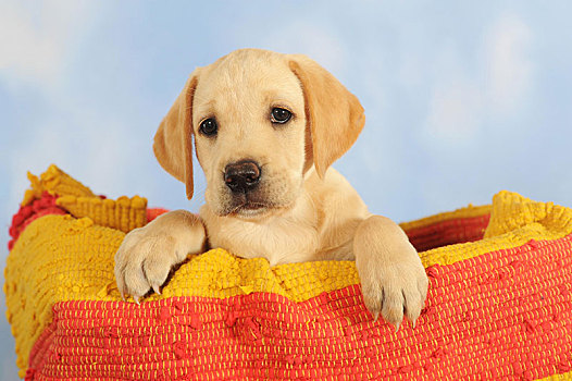 拉布拉多犬,黄色,小狗,7星期大,坐,篮子,动物,奥地利,欧洲