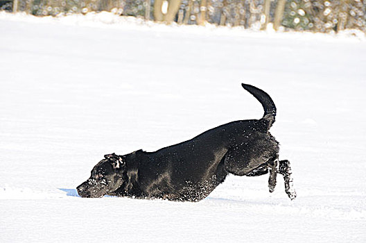 黑色拉布拉多犬,玩雪