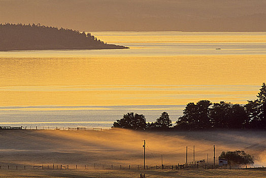 湖,遮盖,雾,半岛,温哥华岛,不列颠哥伦比亚省,加拿大