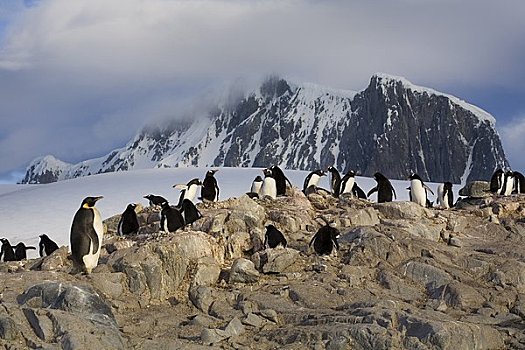 帝企鹅,生物群,巴布亚企鹅,南极半岛,南极