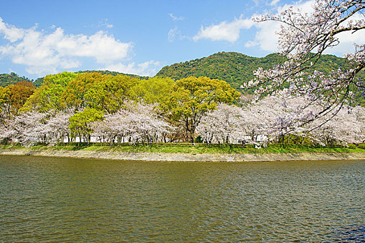 樱花,自然公园,城市,熊本,日本