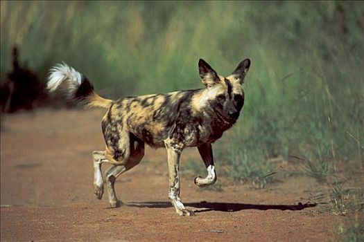 非洲猎犬,北方省,南非,非洲野犬属