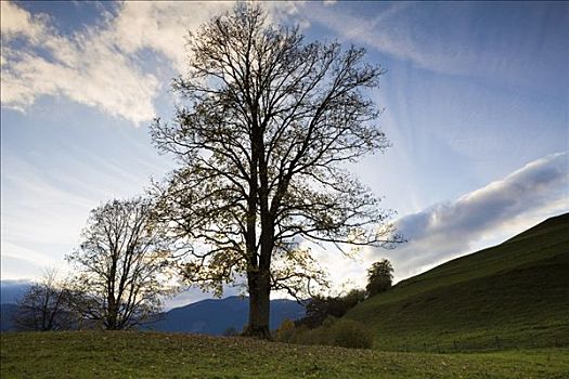 空,枫树,萨尔茨堡,奥地利