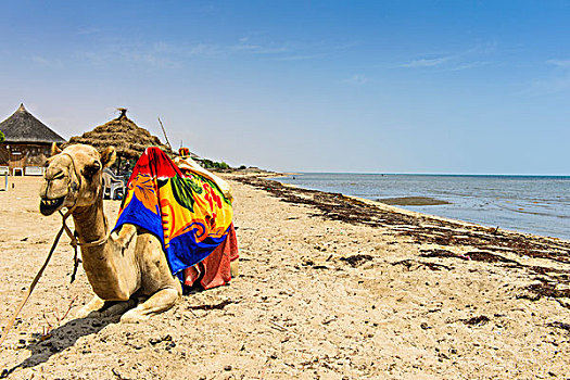 骆驼,躺着,海滩,马萨瓦,埃塞俄比亚,厄立特里亚,非洲