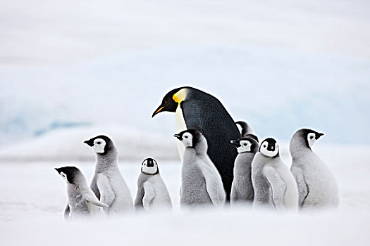帝企鹅,父母,幼禽,冰,雪丘岛,南极