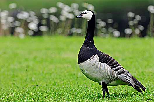 白额黑雁,荷兰,欧洲